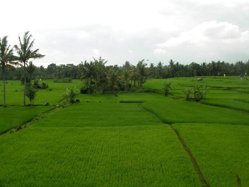 Green Field Hotel And Bungalow Ubud Exteriér fotografie