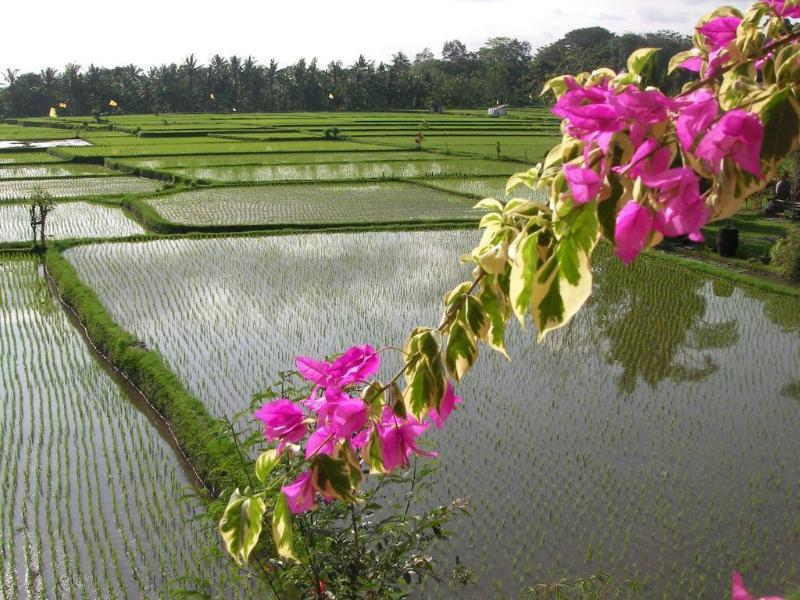 Green Field Hotel And Bungalow Ubud Exteriér fotografie