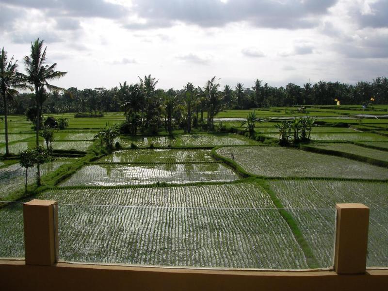 Green Field Hotel And Bungalow Ubud Exteriér fotografie
